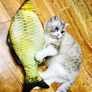 貓貓的最愛：魚